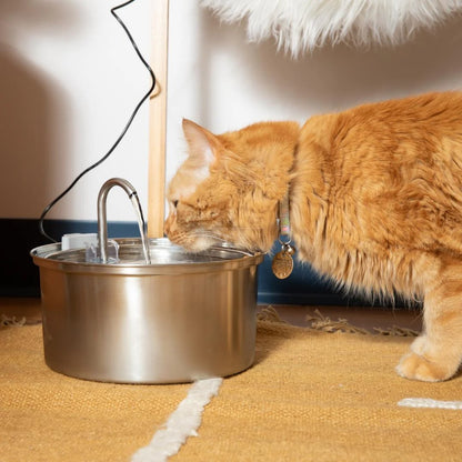 The Kitty Stainless Steel Water Fountain